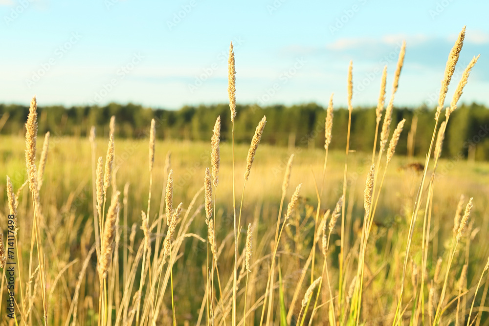 Beautiful landscape of Timothy grass Phleum pratense hay growing on a ...