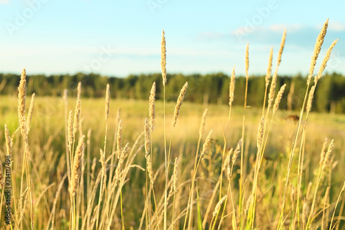 Beautiful landscape of Timothy grass Phleum pratense hay growing on a sunny Summer fall meadow