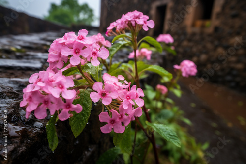 Pink flowers in the rainy season at Raigad Fort