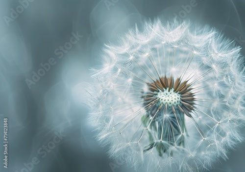 The unearthly beauty of nature  close-up of dandelion seeds  capturing the subtle and fleeting essence of life
