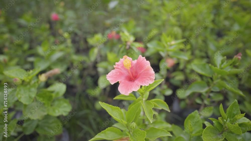 pink rose flower, Beautiful pink hibiscus flowers in the flower garden, Viceroy Dark Pink Tropical Hibiscus Flowers, Pink Hibiscus stock video, raw video pink rose flower, Beautiful pink hibiscus flowers in the flower garden, Viceroy Dark Pink Tropical Hibiscus Flowers, Pink Hibiscus stock video, raw video