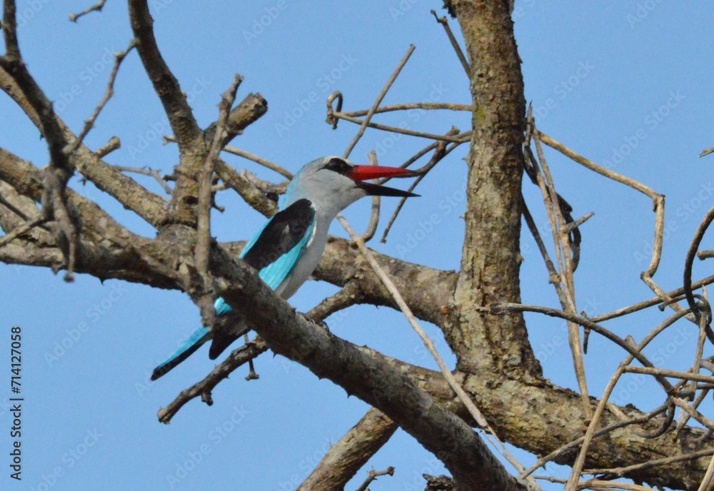 Kingfisher Kingfisher