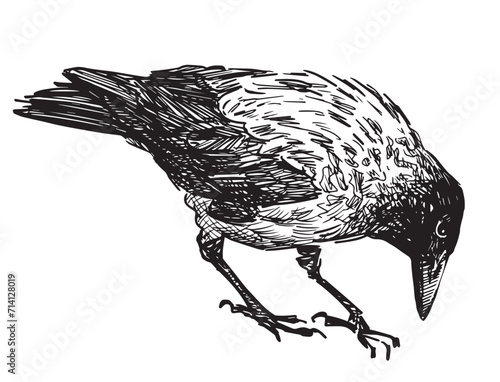 Hand drawing of one big city crow, vector illustration isolated on white