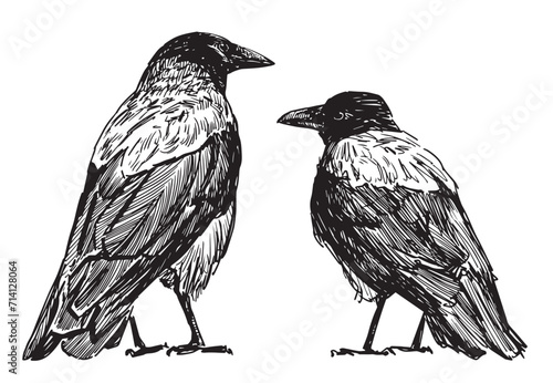 Hand drawing of two city crows standing and looking, vector illustration isolated on white
