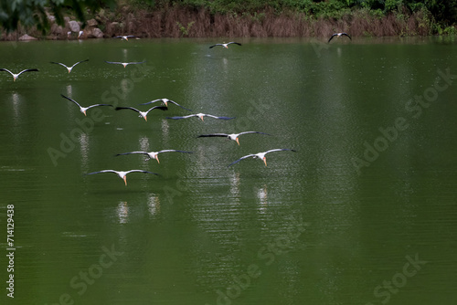 The Painted Stork bird (Mycteria leucocephala) in garden