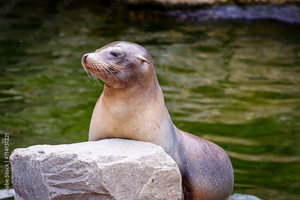 Fototapeta premium Curious seal taking a photo