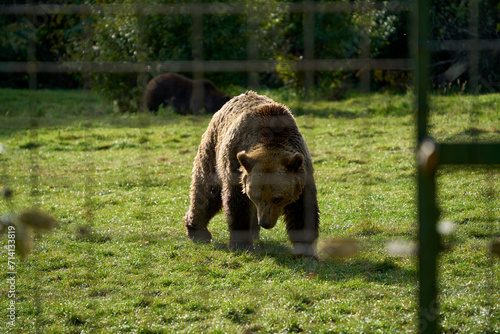 Billede på lærred Bear in a cage in a bear sanctuary in Transylvania, Romania
