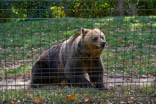 Bear in a cage in a bear sanctuary in Transylvania, Romania photo