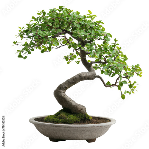 Chinese green bonsai tree Isolated on transparent background