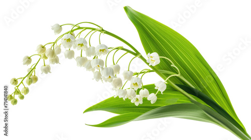 Bouquet of lily of the valley flowers and leaves isolated on transparent photo