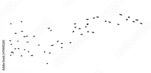 birds fly against the sky © Prikhodko