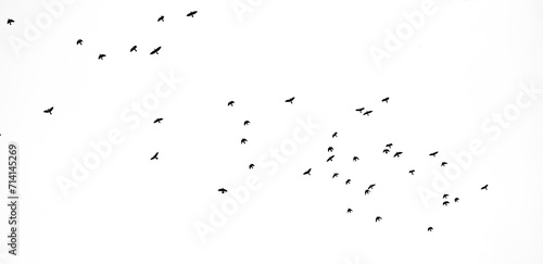 birds fly against the sky
