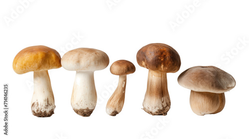 multiple fungi mushrooms against transparent background