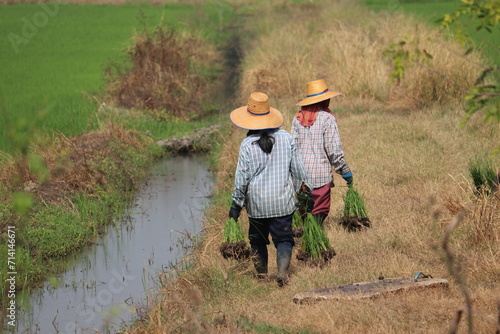 Farmers are growing rice in Thailand. World food production sources