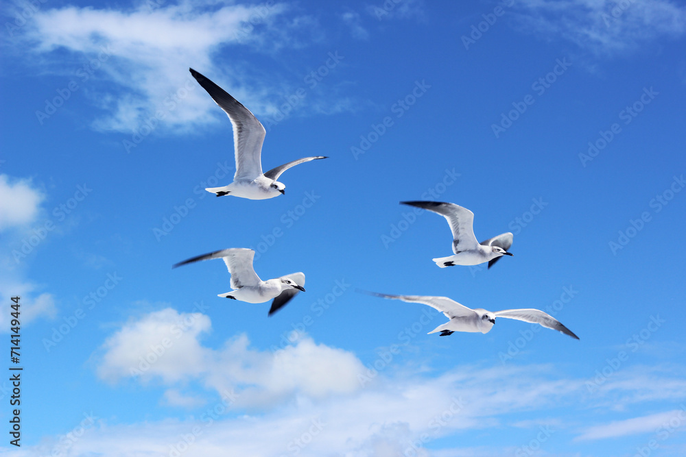 Selective focus of big white sea gulls on blue sky background Dominican Republic