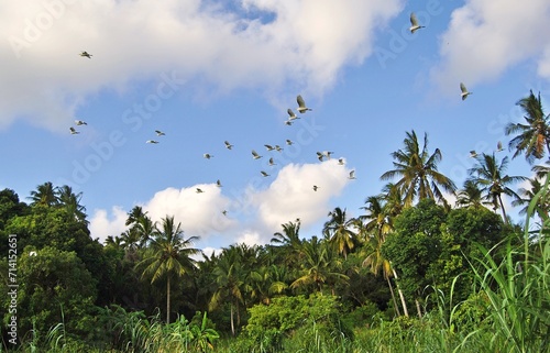 Egrets in flight photo