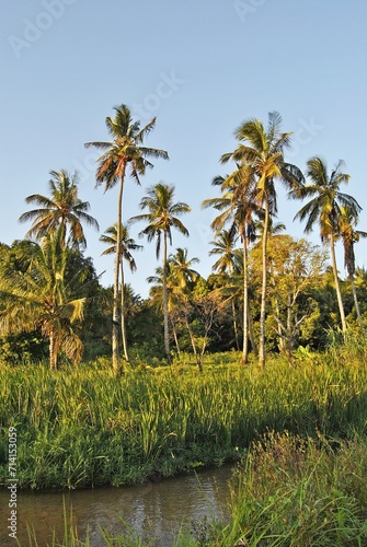 Coconut trees of Mozambique