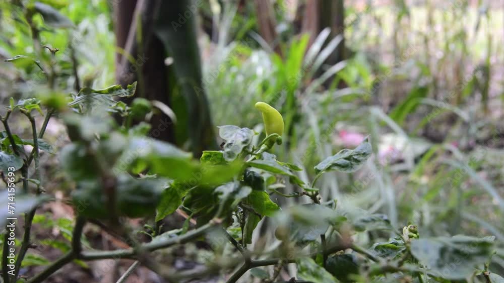Chilli plants blown by the wind. Local Indonesian Chili Plants Are Widely Planted in Residents' Gardens. Chilli plants blown by the wind. Local Indonesian Chili Plants Are Widely Planted in Residents' Gardens.