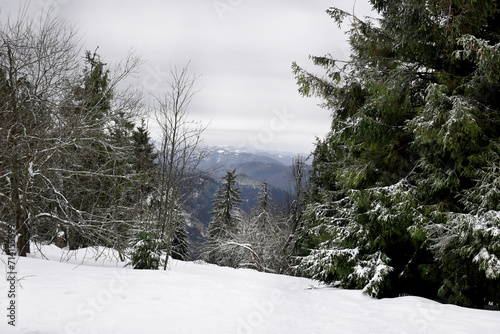 snow covered trees in the mountains, winter in the Carpathians