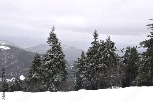 snow covered trees in mountains in Ukraine