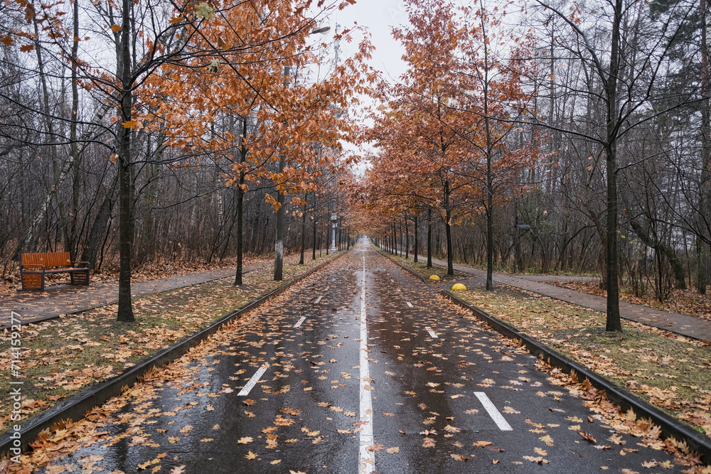 roadway in a beautiful city park in autumn with fallen leaves with reflection of the trees