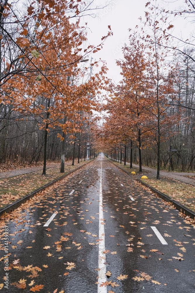roadway in a beautiful city park in autumn with fallen leaves with reflection of the trees roadway in a beautiful city park in autumn with fallen leaves with reflection of the trees