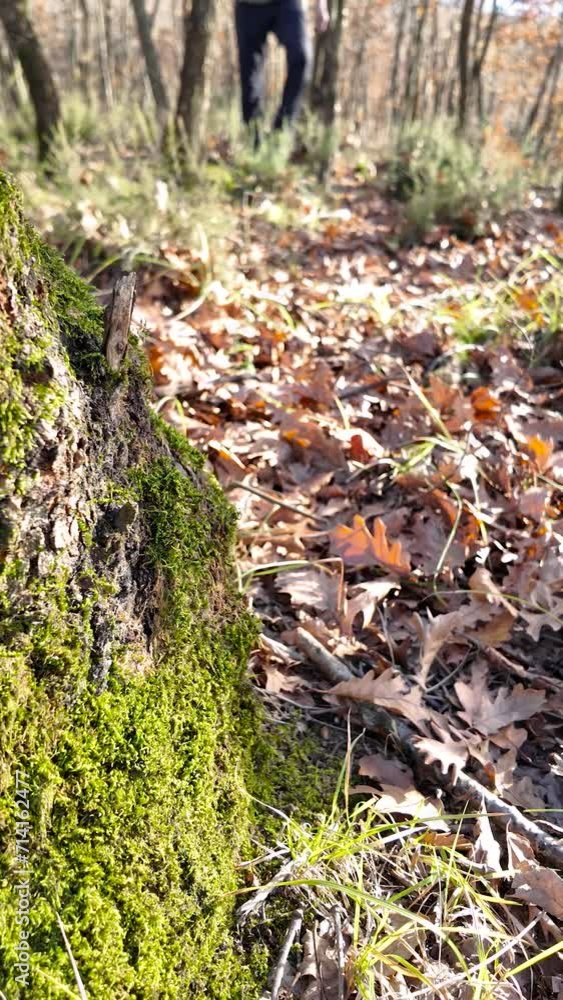Solo male hiker walks on autumn leaves in the forest. The camera focused on a moss-covered log. Solo male hiker walks on autumn leaves in the forest. The camera focused on a moss-covered log.