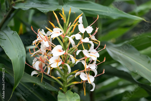 Beautiful white and orange ginger lily. photo