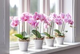 Moth orchids on windowsill growing phalaenopsis