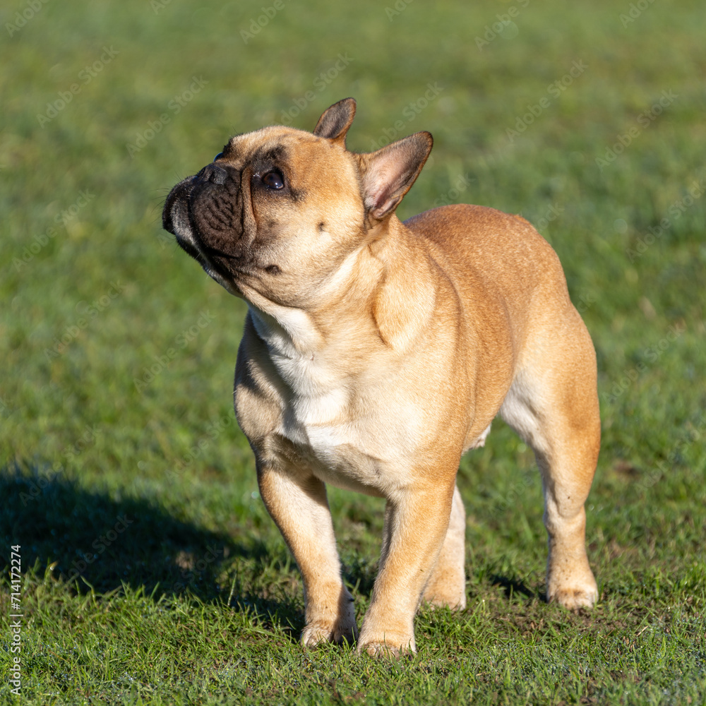 Tan French Bulldog on the grass looking up