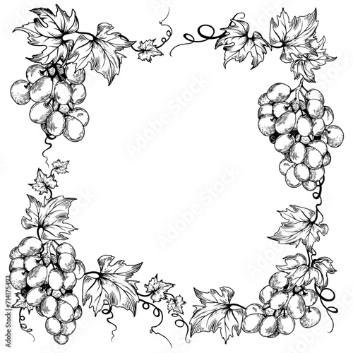 Black and white grape branches and leaves. Hand drawn vector illustration.