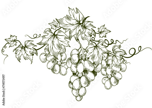 Grape vine design element. Hand drawn vector illustration.