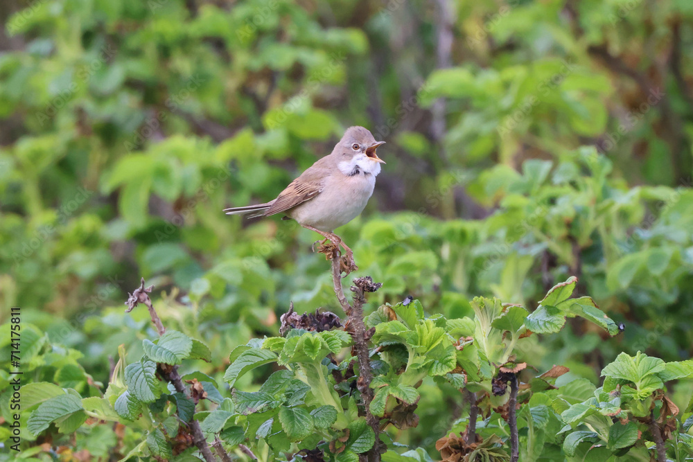 Obraz premium Dorngrasmücke