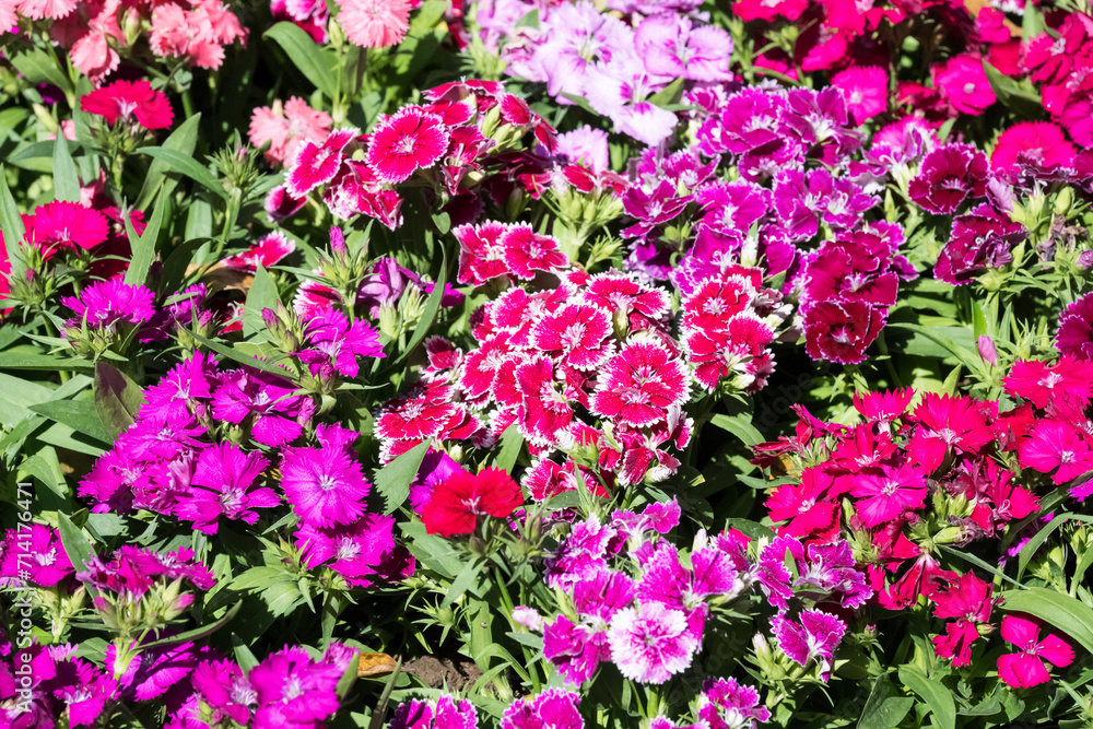 Beautiful Chinese Pink flowers in the park. Beautiful Chinese Pink flowers in the park.