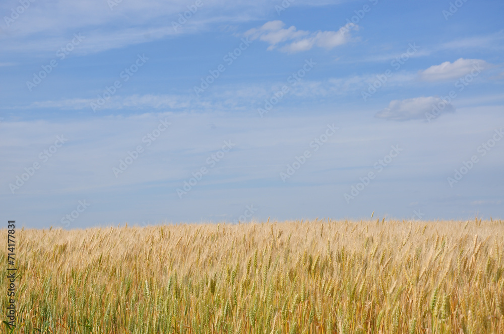 Wheat field. Agriculture. Blue sky and wheat field. Wheat field. Agriculture. Blue sky and wheat field.
