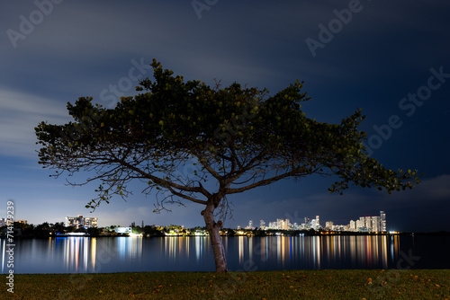 Night Tree