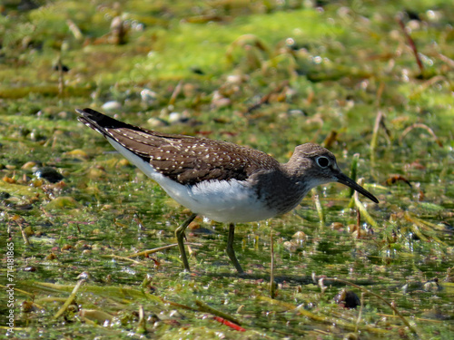 Close-up of a solitary sandpiper that is foraging for food in a marsh on a warm summer day in August with a blurred background.