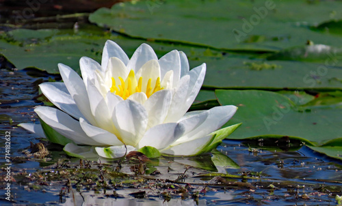 Close-up of a white water-lily that is growing in a marsh on a warm summer day in august with a blurred background.