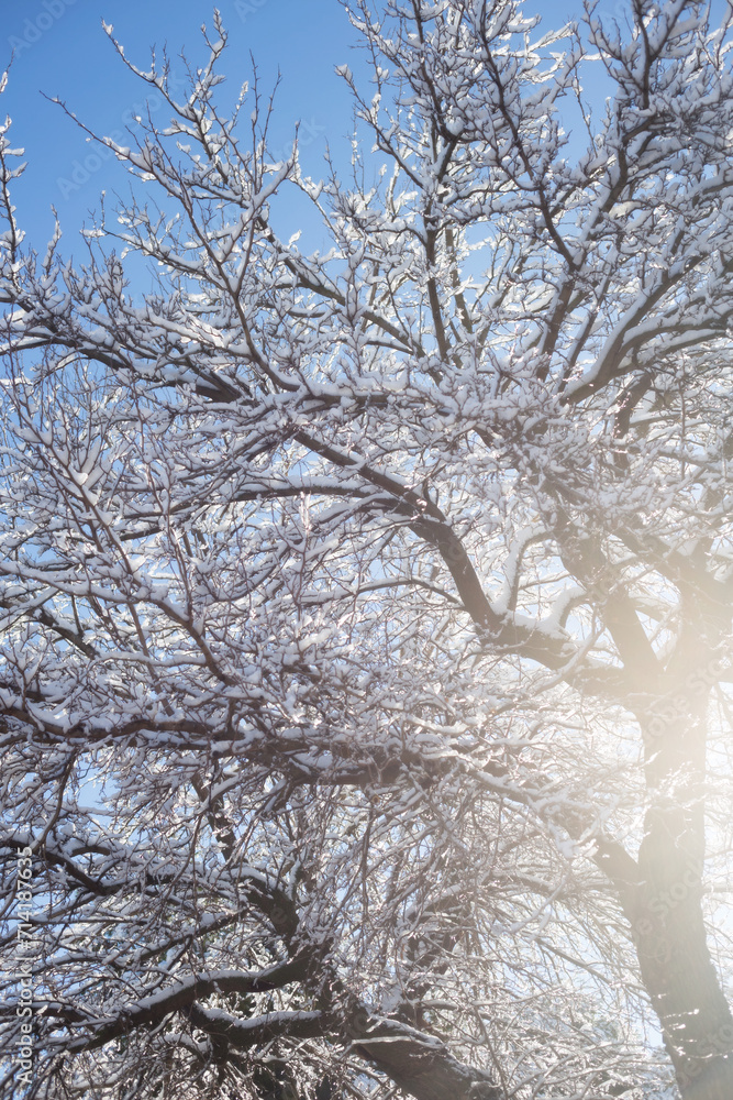 Parque Muel Zaragoza en invierno con nieve, España, parque nevado, arboles con nieve, turismo, españa Parque Muel Zaragoza en invierno con nieve, España, parque nevado, arboles con nieve, turismo, españa