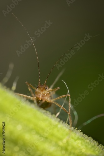 aphid from the front on the grass