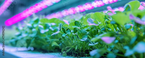 Healthy organic food concep...