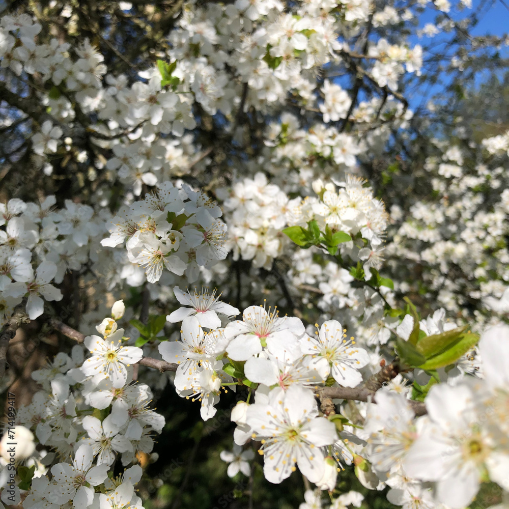 Fleur blanche prunelier Fleur blanche prunelier