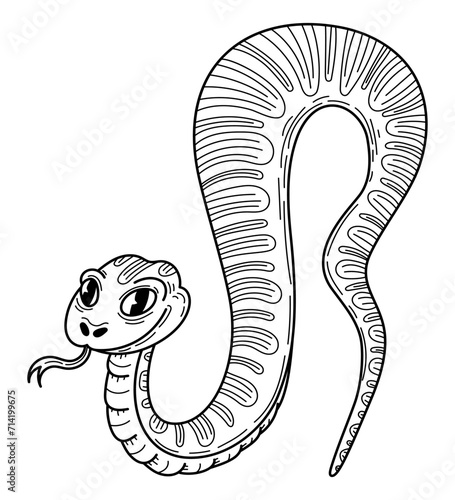 Snake boa sketch. Hand drawn line art illustration.