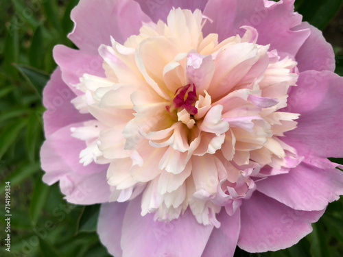 Pivoine