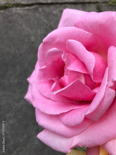 Rose profil