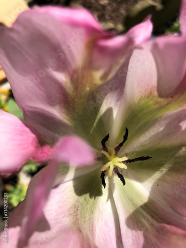 Tulipe rose et verte