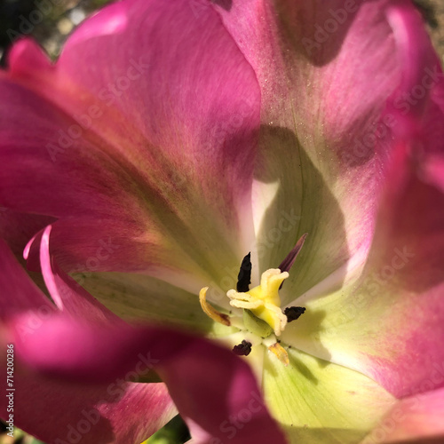 Tulipe verte et rose