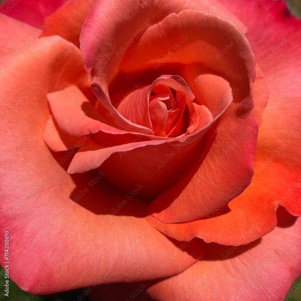 Rose orangée