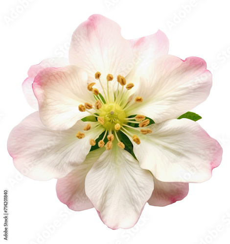 Apple flower isolated on white background, full depth of field, clipping path