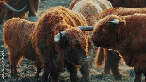 Cinematic footage, Beautiful horned Highland Cattle at Sunrise on a Frozen Meadow, highland cow and calf, A heard of Norwegian highland cattle graze in a rocky pasture